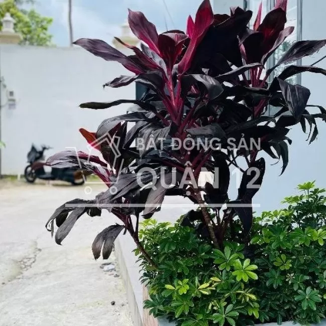 bán nhà ở và kinh doanh tạp hóa,cafe 48m2 thổ cư
