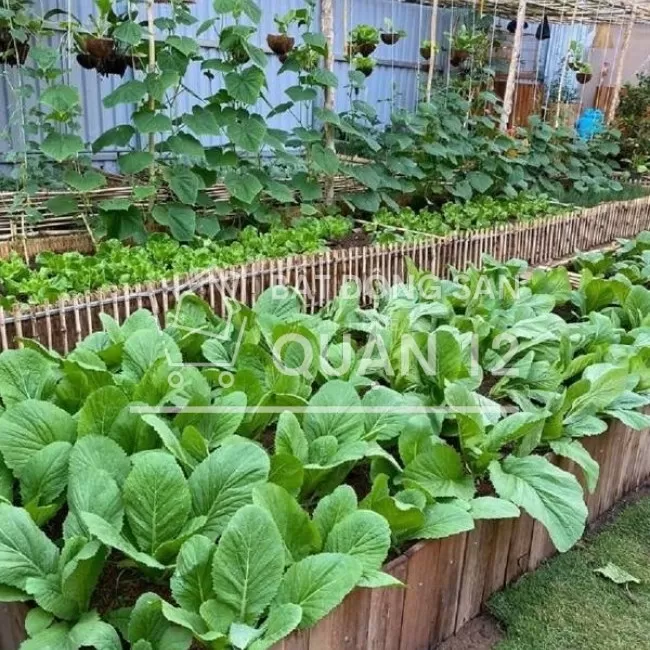 Biệt thự sân vườn 500m2 đất ở, ngay Ngã Tư Ga - Quận 12, 18 tỷ, HH1%