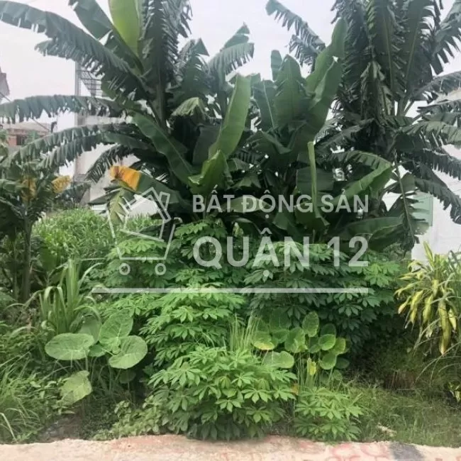 Đất bán 1 sẹc TX25 giá 4,5 tỷ, Thạnh Xuân, Quận 12, Tp Hồ Chí Minh